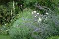 FilRoses_MmeDethier (45)